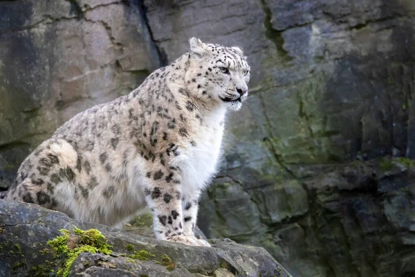 Volwassen Mannelijke Sneeuwluipaard Panthera Uncia Zit Een Rotsachtige Richel — Stockfoto