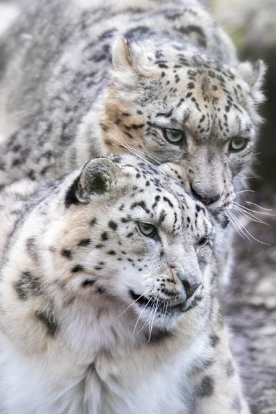 Leopardos Nieve Macho Hembra Panthera Uncia Pareja Apareamiento Primer Plano — Foto de Stock