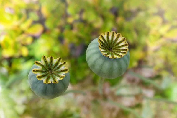 Vainas Semillas Amapola Vista Superior Lecho Flores Jardín Verano Sobre — Foto de Stock