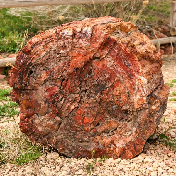 Fossilised Tree Trunk Utah Usa Wood Has Turned Stone Milennia — Stock Photo, Image