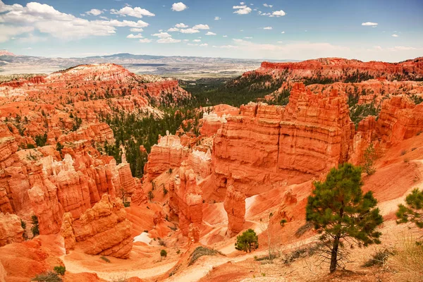 Skalne Iglice Hoodoo Wiecznie Zielone Drzewa Kanionu Bryce Utah Usa — Zdjęcie stockowe