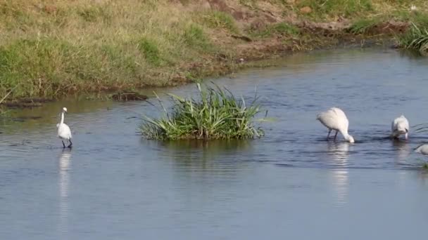 African Spoonbills Platalea Alba Little Egret Egretta Garzetta Feeding Waterhole — Stock Video