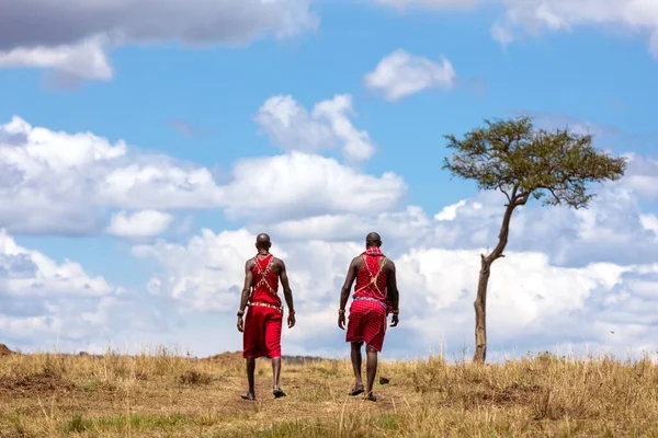 两个马赛部落的人走过马赛马拉的草原 男人们穿着传统的部落服装 地平线上挂着相思树的云彩景观 — 图库照片