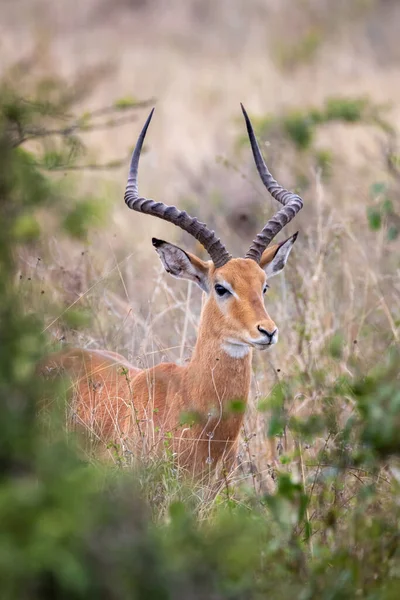 Impala Macho Aepyceros Melampus Visto Através Uma Clareira Nos Arbustos — Fotografia de Stock