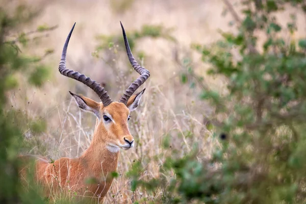 Мужчина Impala Aepyceros Melampus Замечен Через Поляну Кустах Национального Парка — стоковое фото