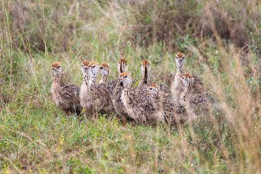 A brood of ostrich chicks, Struthio camelus, hidden in the long grass of Nairobi National park, Kenya.  clipart