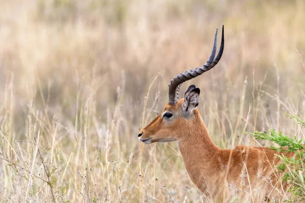 Férfi Impala Aepyceros Melampus Kenyai Nairobi Nemzeti Park Hosszú Füvében — Stock Fotó