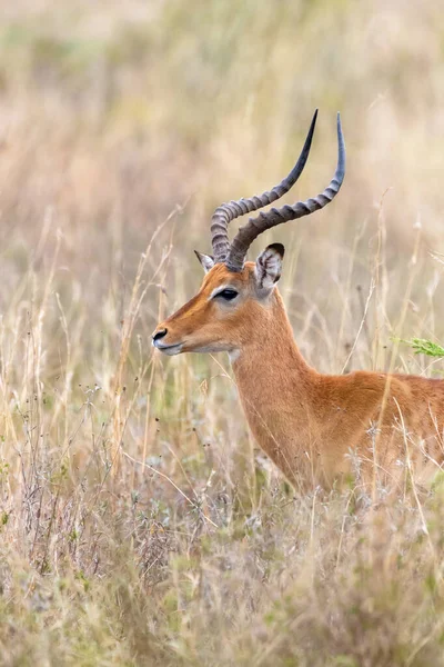 Impala Macho Aepyceros Melampus Hierba Larga Del Parque Nacional Nairobi —  Fotos de Stock