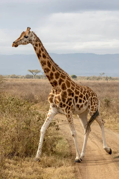 Rothschilds Giraffe Giraffa Camelopardalis Rothschildi Running Dirt Road Lake Nakuru — Stock Photo, Image