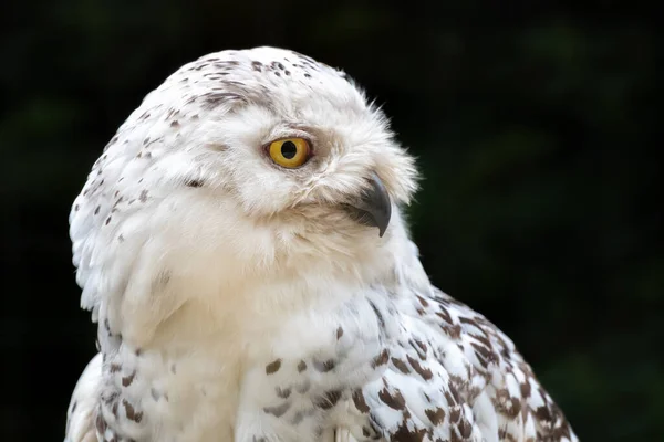 Weibliche Schneeeule Bubo Scandiacus Nahaufnahme Seitenprofil Vor Dunklem Laubhintergrund — Stockfoto