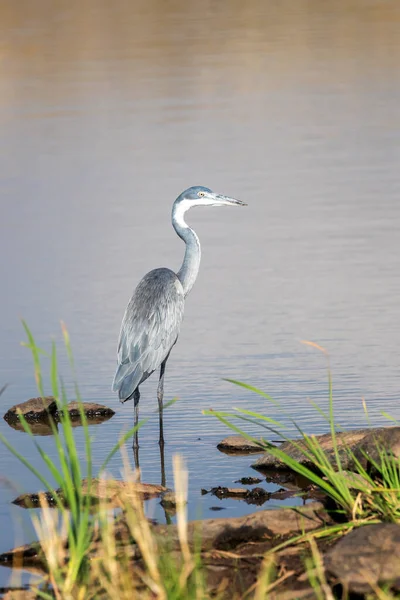 Μαύρο Κεφάλι Ερωδιός Ardea Melanocephala Στέκεται Ένα Ρηχό Νερόλακκο Στο — Φωτογραφία Αρχείου