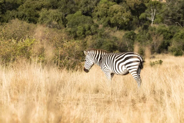 Planícies Zebra Comum Equus Quagga Grama Longa Masai Mara Quênia — Fotografia de Stock