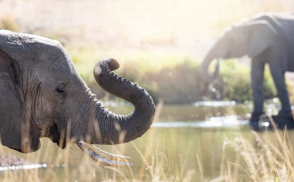 Kenya Masai Mara Bir Birikintisinde Afrika Filleri — Stok fotoğraf