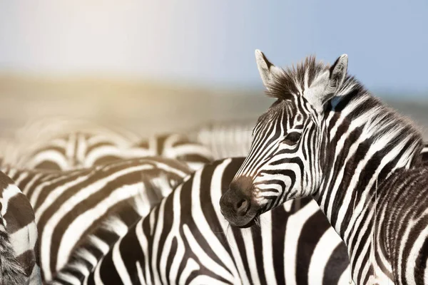 Manada Zebra Luz Sol Masai Mara Quênia — Fotografia de Stock