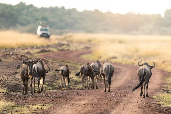 早朝の光の中でケニアのマサイ マラの未舗装の道路で野生動物 背景にはサファリカーが見える — ストック写真