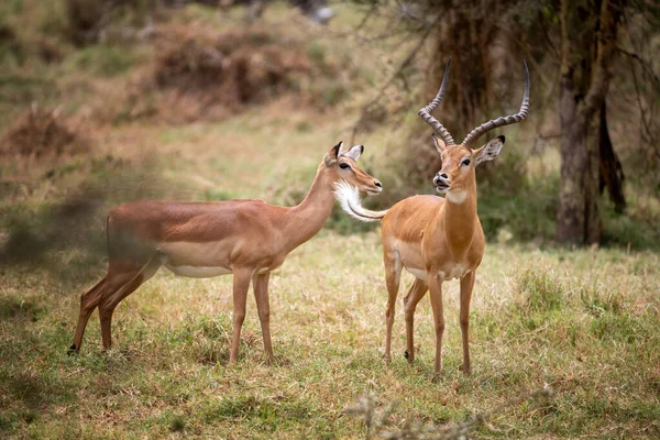 Мужчина Женщина Impala Aepyceros Melampus Траве Очистки Лесу Озера Накуру — стоковое фото