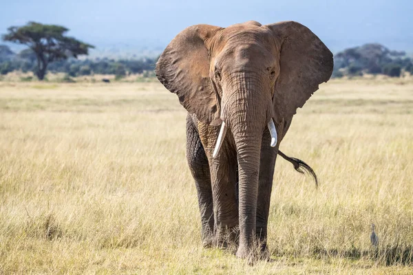 Słoń Byk Loxodonta Africana Łąkach Parku Narodowego Amboseli Kenii Widok — Zdjęcie stockowe