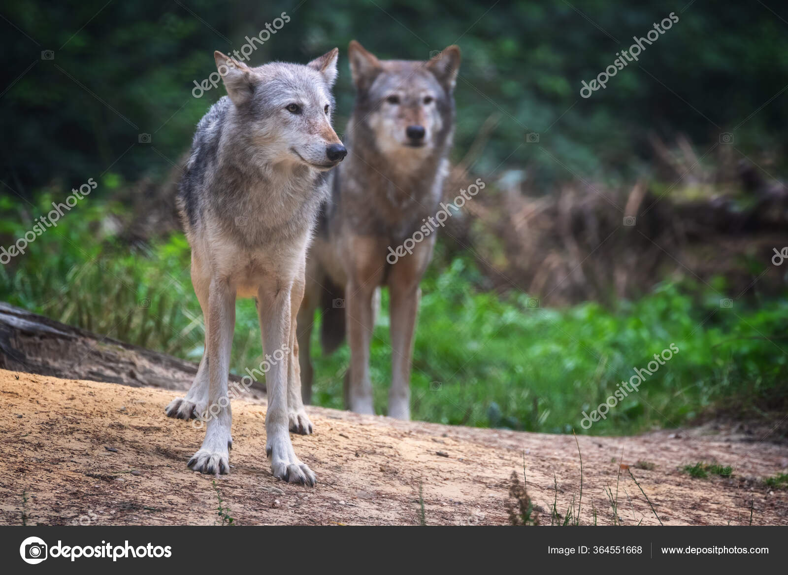 麦肯齐图库照片 免版税麦肯齐图片 Depositphotos