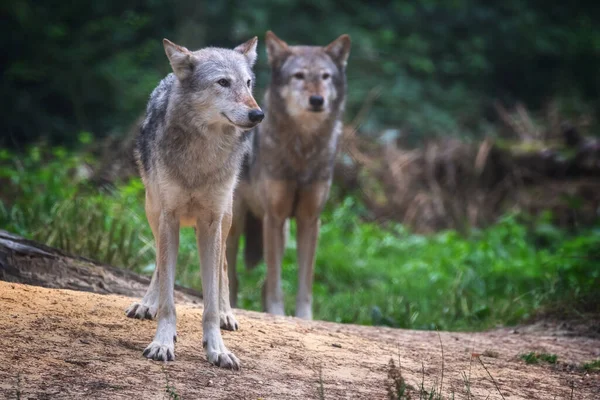 Пара Волков Долины Маккензи Canis Lupus Occidentalis Подвид Серого Волка — стоковое фото