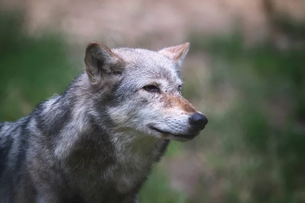 Волк Долины Маккензи Canis Lupus Occidentalis Боковой Профиль Крупным Планом — стоковое фото