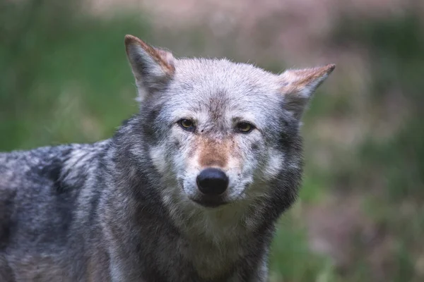 Ein Mackenzie Valley Wolf Canis Lupus Occidentalis Aus Nächster Nähe — Stockfoto