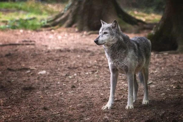 Волк Долины Маккензи Canis Lupus Occidentalis Лесной Поляне Подвид Серого — стоковое фото