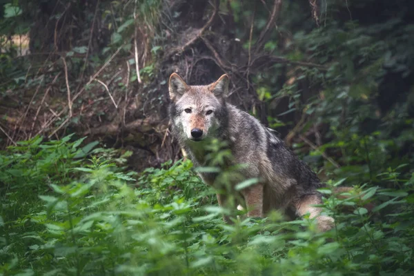 Волк Долины Маккензи Canis Lupus Occidentalis Скрытый Лесном Подлеске Подвид — стоковое фото
