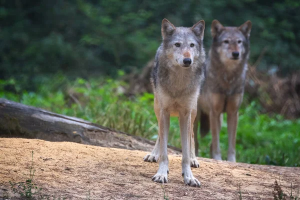 Пара Волков Долины Маккензи Canis Lupus Occidentalis Подвид Серого Волка — стоковое фото