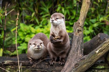 Two attentive Oriental small-clawed otters, Aonyx cinereus, one crouched and the other is upright on his hind legs. The upright otter is holding a stone, which he will use to break shells and access food.  clipart