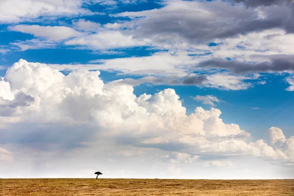 Felhőkép Masai Marában Magányos Akácfával Láthatáron Masai Mara Kenya — Stock Fotó