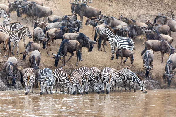 Řada Zeber Equus Quagga Popíjejících Břehů Řeky Mara Widldebeest Shromažďují — Stock fotografie
