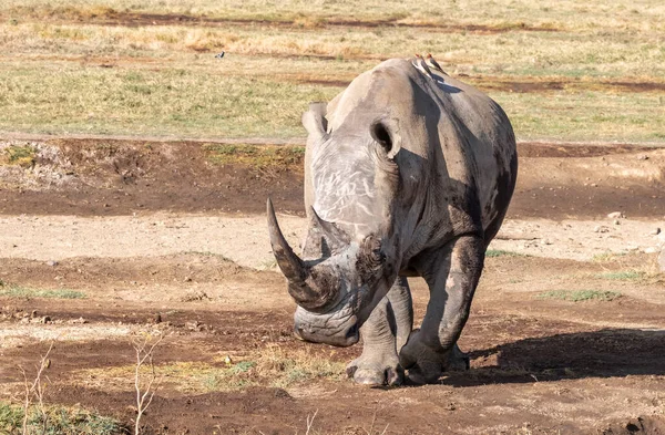 Rinoceronte Blanco Con Pájaros Pajarito Espalda Caminando Por Parque Nacional —  Fotos de Stock