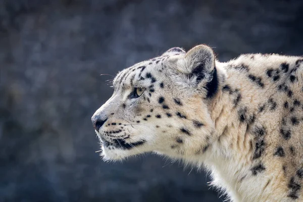 Leopardo Nieve Adulto Vigilante Alerta Panthera Uncia Primer Plano Del — Foto de Stock