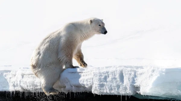 位于挪威大陆和北极之间的斯瓦尔巴群岛 成年雄性北极熊在高速冰块的边缘爬出水面 — 图库照片
