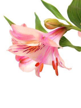 Beyaz arka plan üzerinde izole pembe alstroemeria