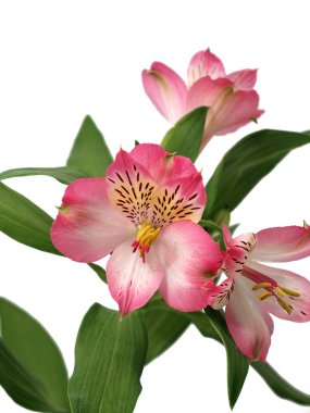 Beyaz arka plan üzerinde izole pembe alstroemeria