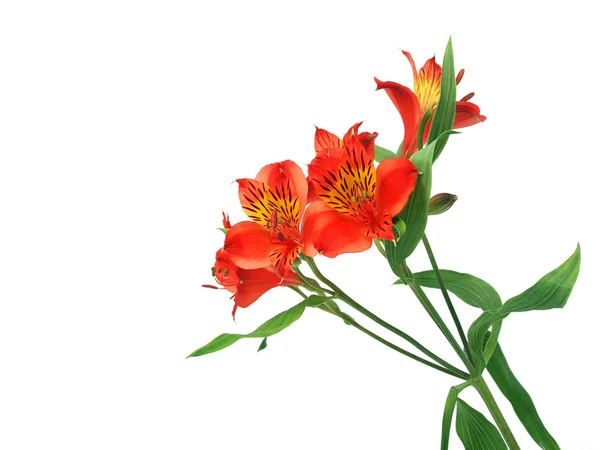 Pomarańczowa Alstroemeria Białym Tle — Zdjęcie stockowe