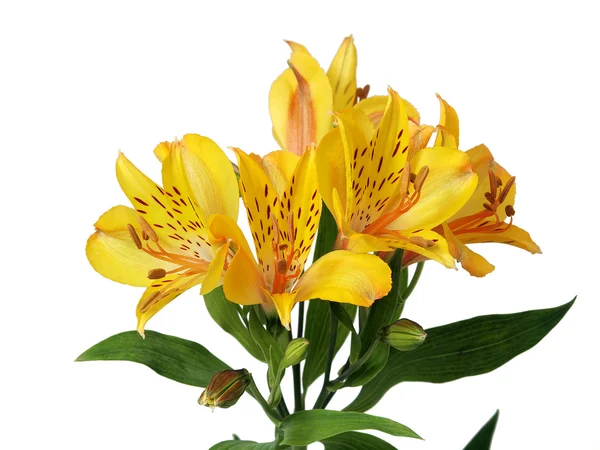 Alstroemeria Jaune Isolé Sur Fond Blanc — Photo