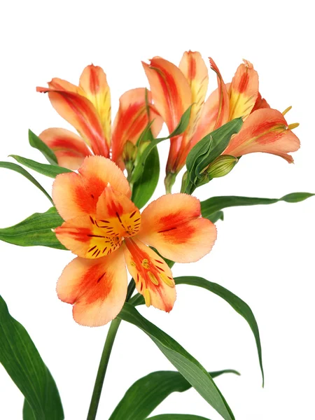 Alstroemeria Isolé Sur Fond Blanc — Photo