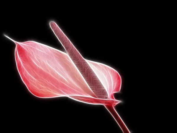 Schöne Anthurium Blumen Texturiert — Stockfoto