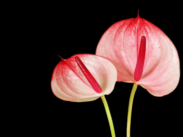 Mooie Anthurium Bloem Zwarte Achtergrond — Stockfoto