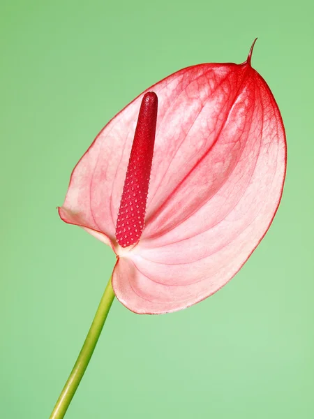 Rosa Anthurium Blüten Auf Dem Grünen Hintergrund — Stockfoto