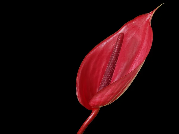 Belle Fleur Anthurium Sur Fond Noir — Photo