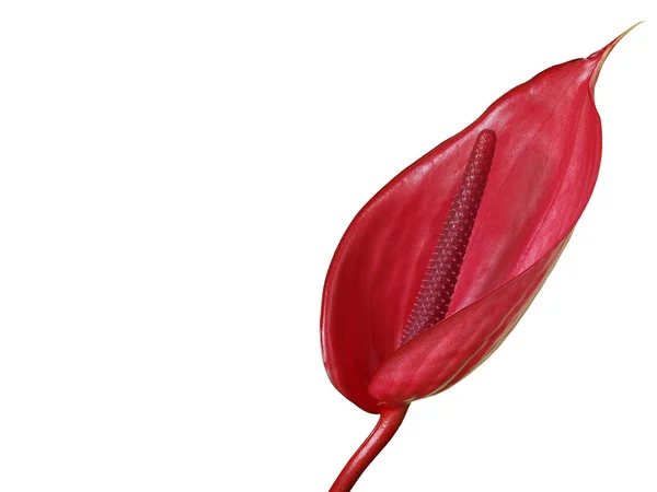 Anthurium Bloem Witte Achtergrond — Stockfoto