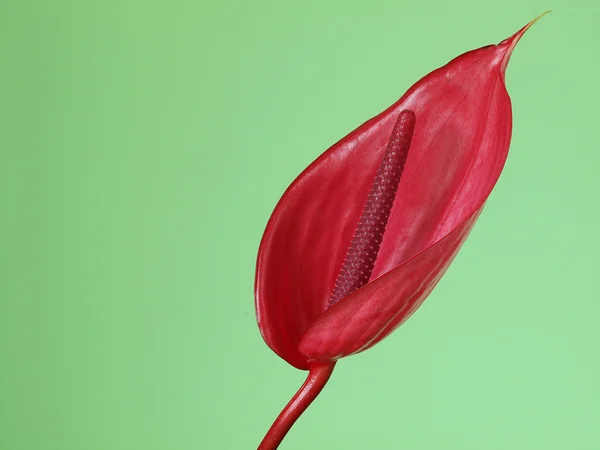 Fleurs Anthurium Rose Sur Fond Vert — Photo