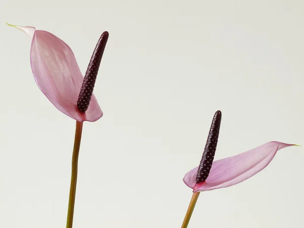 Fleur Anthurium Sur Fond Blanc — Photo