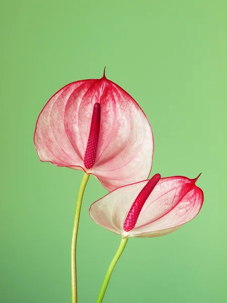 Różowe Kwiaty Anturium Zielonym Tle — Zdjęcie stockowe