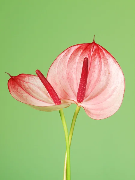 Rosa Anthurium Blüten Auf Dem Grünen Hintergrund — Stockfoto