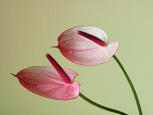 Roze Anthurium Bloemen Groene Achtergrond — Stockfoto
