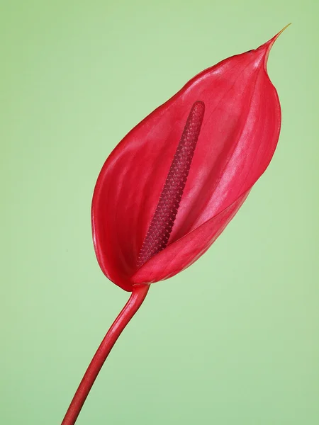 Rosa Anthurium Blüten Auf Dem Grünen Hintergrund — Stockfoto